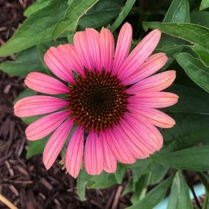 Meet your Posher, Claire